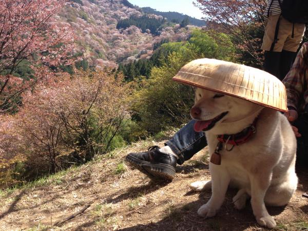 吉野で出会ったさくらちゃん！かわいすぎました～～